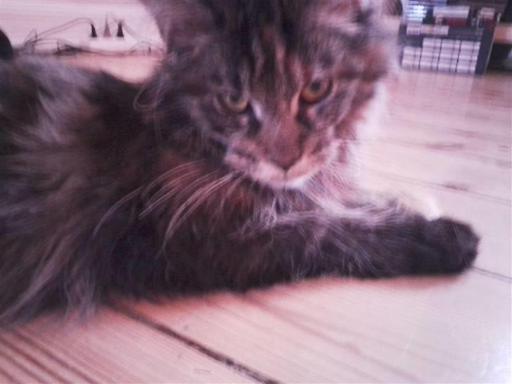 Maine Coon Porsche billede 14