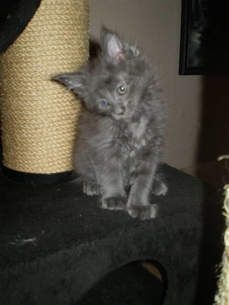 Maine Coon Buller R.I.P mors baby billede 7