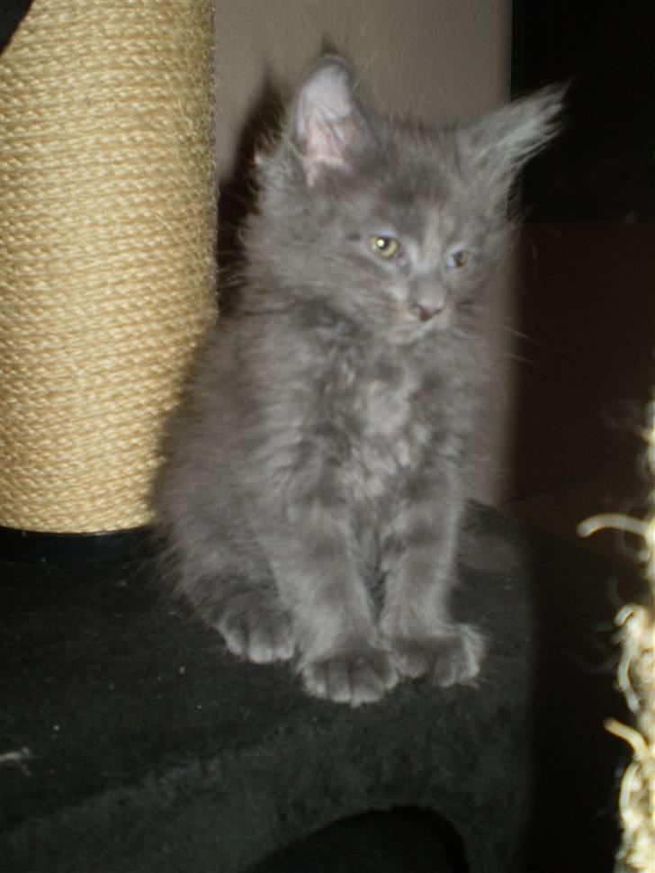 Maine Coon Buller R.I.P mors baby billede 8