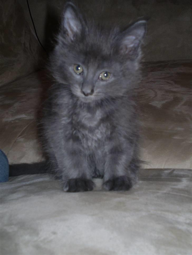 Maine Coon Buller R.I.P mors baby billede 9