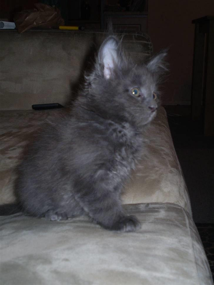 Maine Coon Buller R.I.P mors baby billede 10