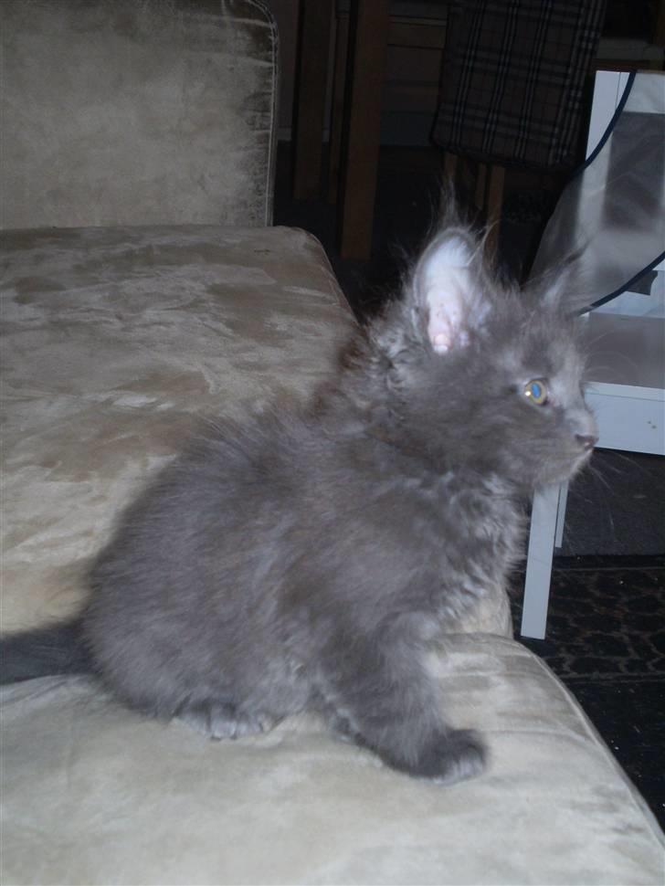 Maine Coon Buller R.I.P mors baby billede 11