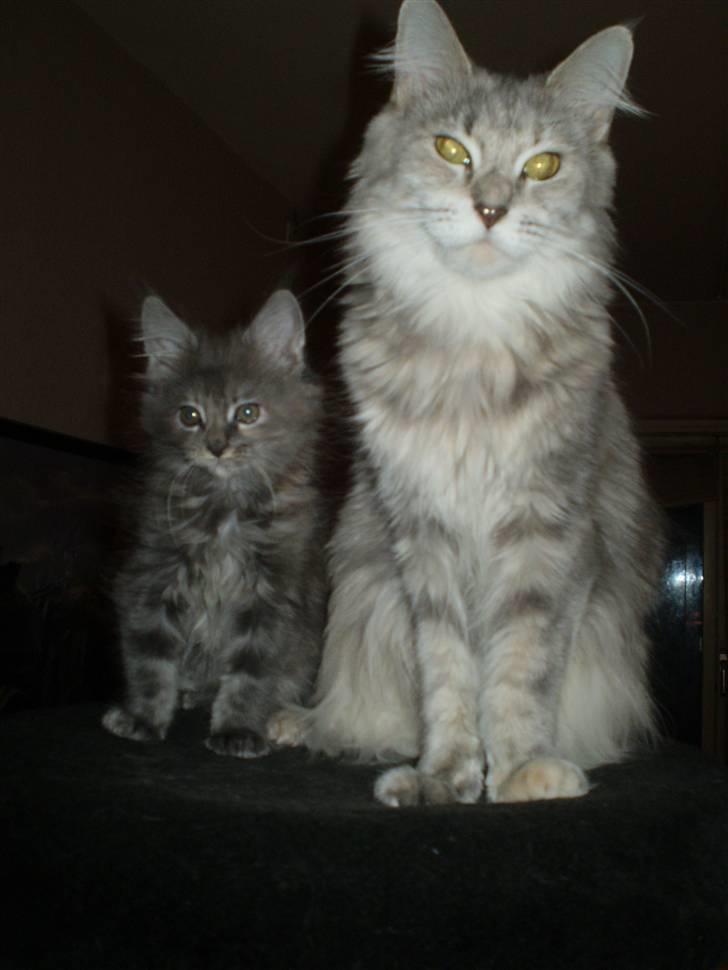Maine Coon Jabba R.I.P mor´s baby billede 6