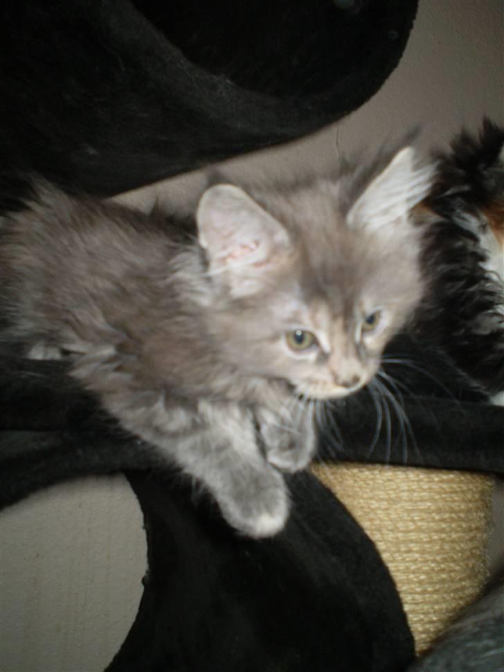 Maine Coon Karma billede 8