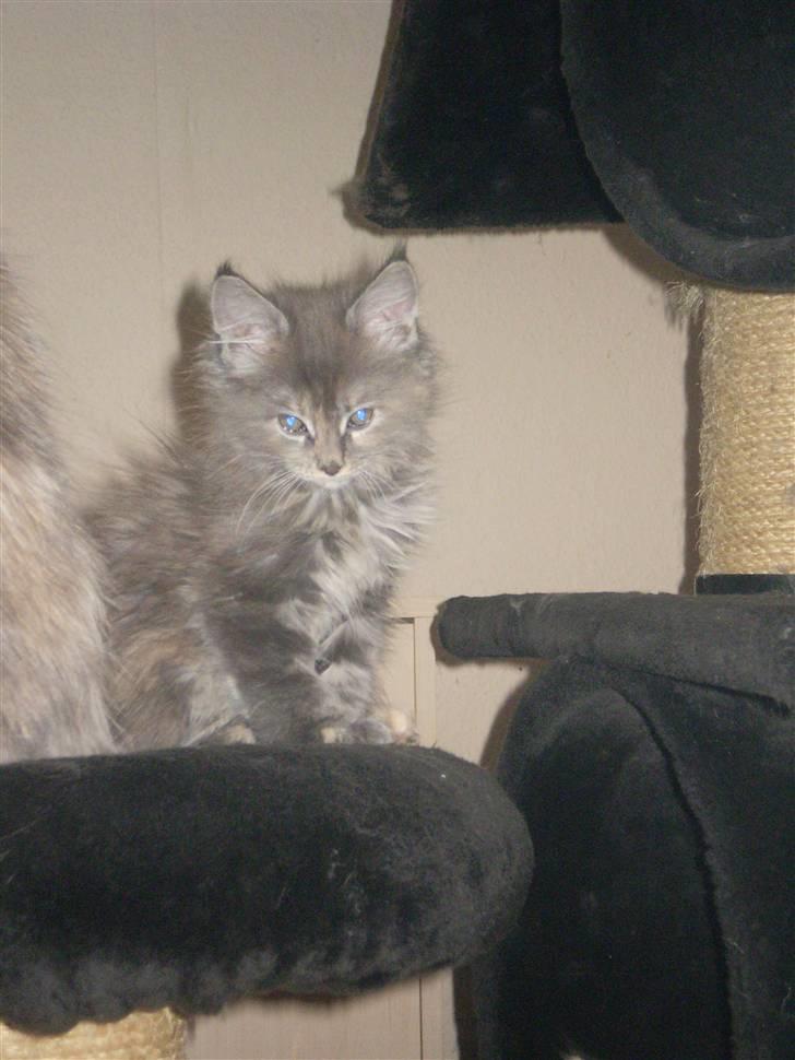 Maine Coon Karma billede 10