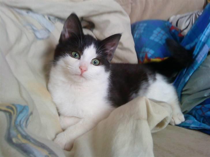 Blanding af racer mis <3 - dejlige mis ! :D<3 billede 1