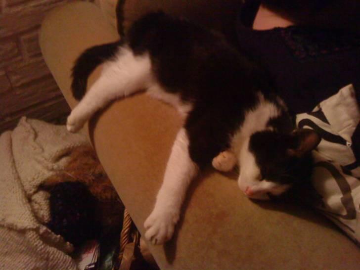 Blanding af racer mis <3 - mmm hygge på armlænet xD  billede 2