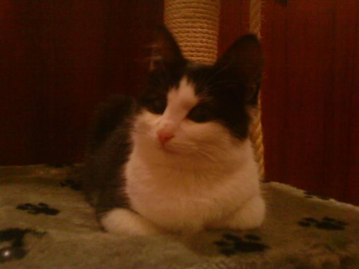 Blanding af racer mis <3 - :D <3 billede 3