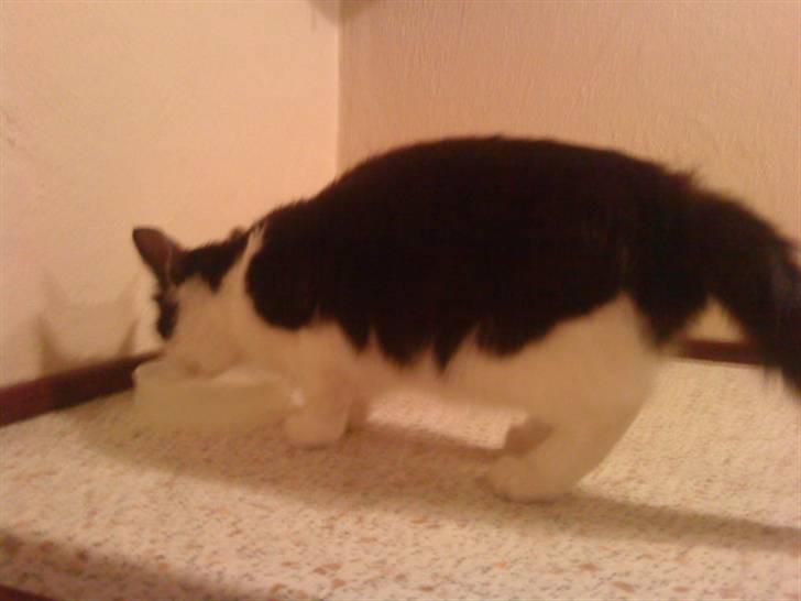 Blanding af racer mis <3 billede 4