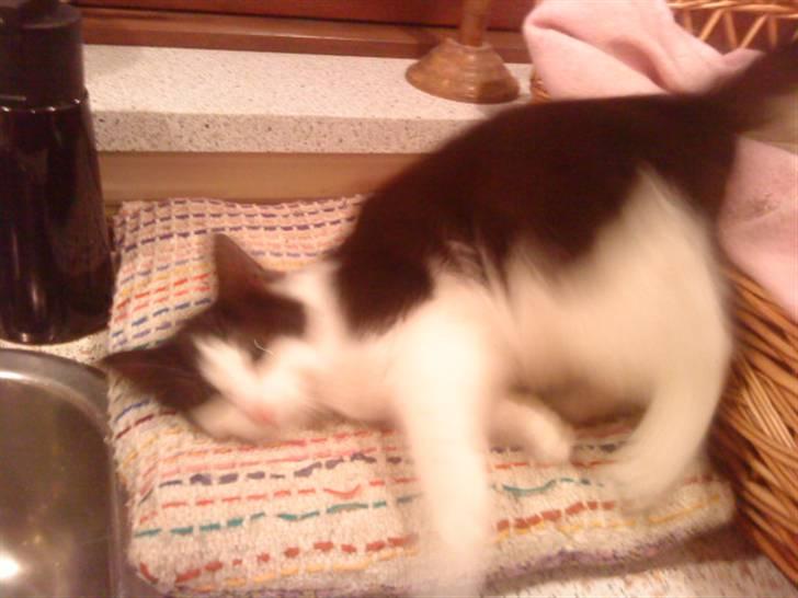 Blanding af racer mis <3 - hmm ? xD <3 billede 5