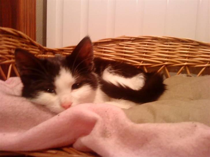 Blanding af racer mis <3 billede 6