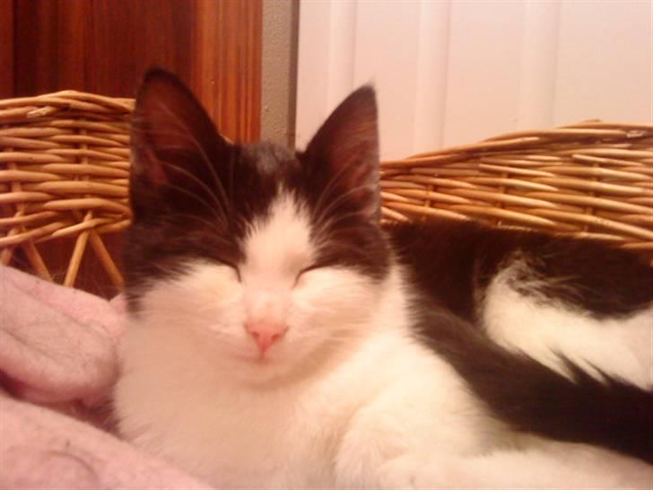 Blanding af racer mis <3 billede 7