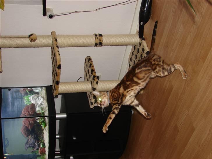Bengal Katja billede 3
