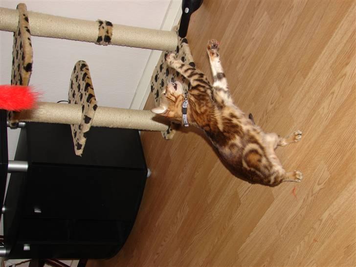 Bengal Katja billede 4