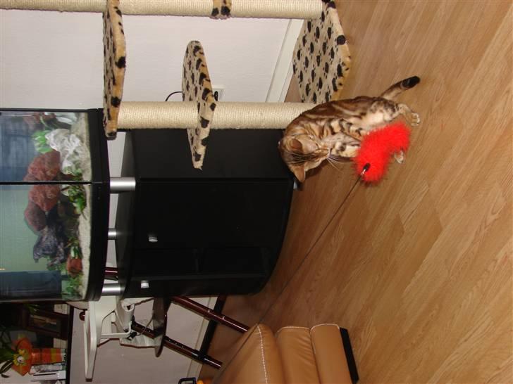 Bengal Katja billede 5