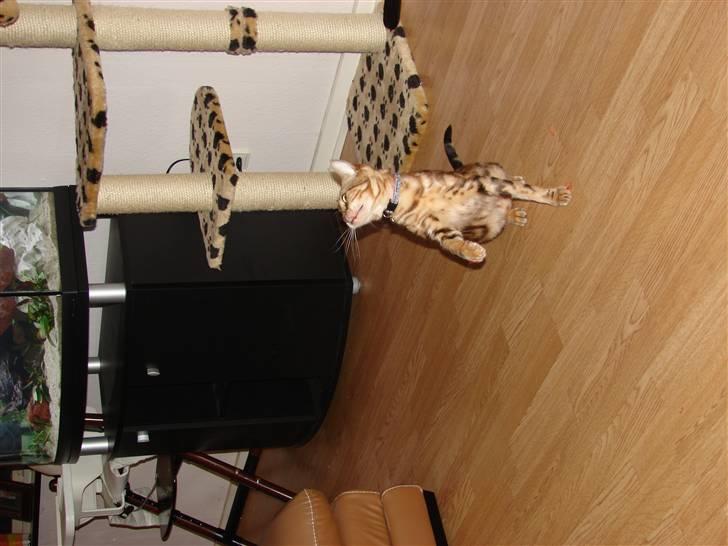 Bengal Katja billede 6