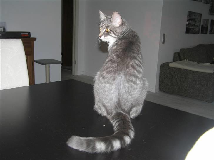 Blanding af racer Luna billede 10