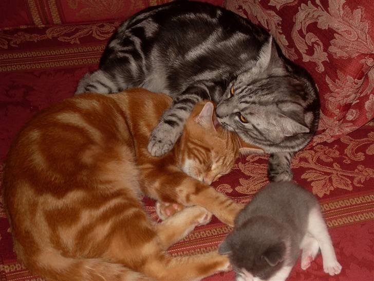 Europé Ricky (Richard Gere) - Ricky og storebror Hubert  billede 5