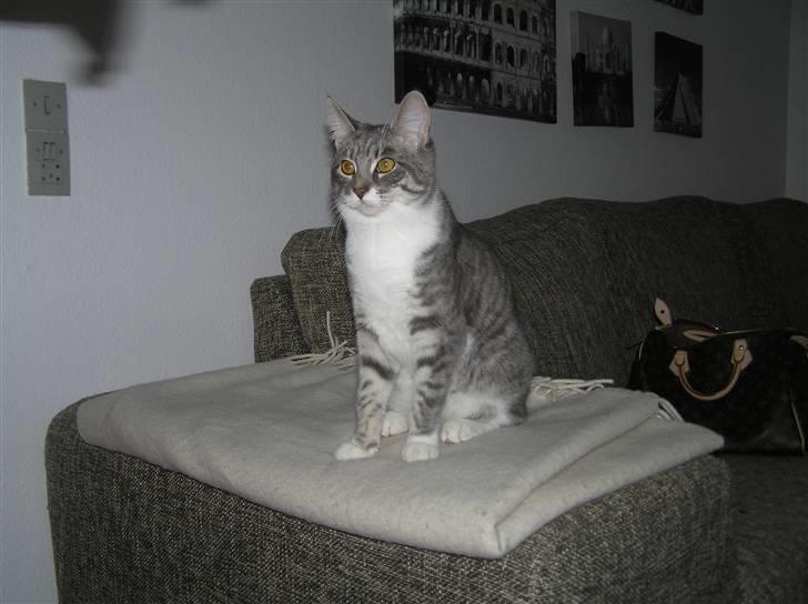 Blanding af racer Luna billede 11