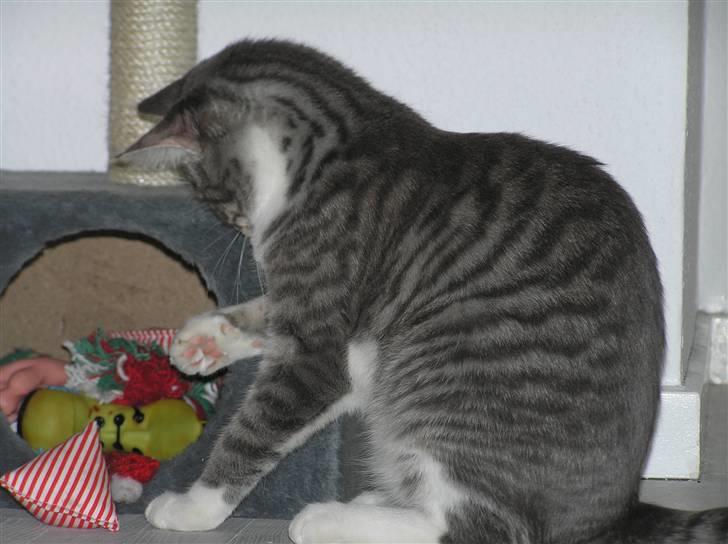 Blanding af racer Luna billede 12