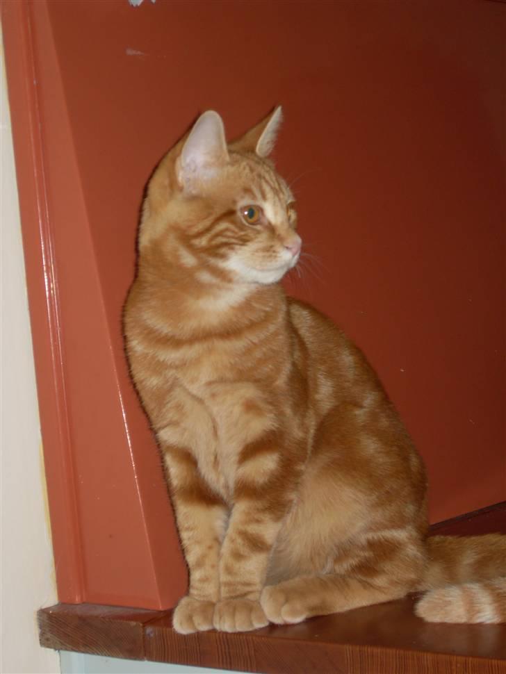 Europé Ricky (Richard Gere) billede 6