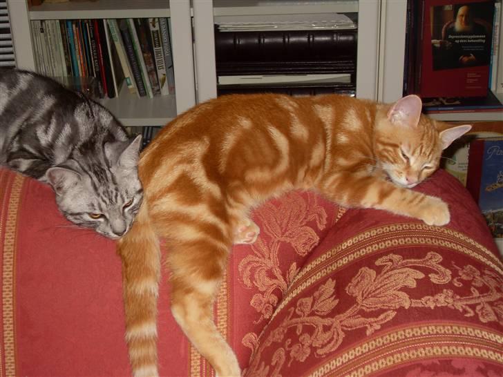 Europé Ricky (Richard Gere) billede 7