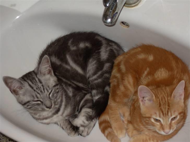 Europé Ricky (Richard Gere) billede 8