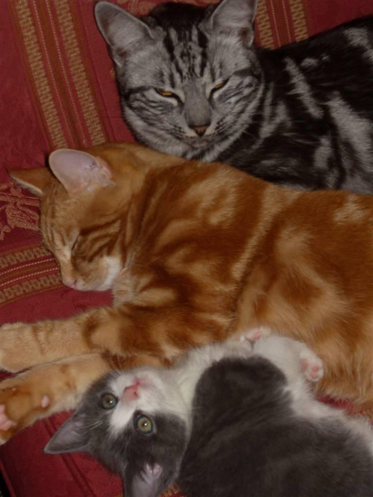 Europé Ricky (Richard Gere) - Hubert, Ricky og Stump billede 9