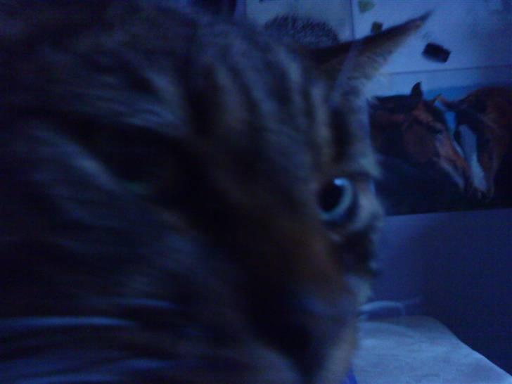 Huskat Fernando - fernando<33 billede 11