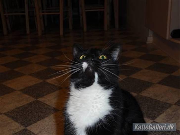 Blanding af racer lillemis/missi billede 1