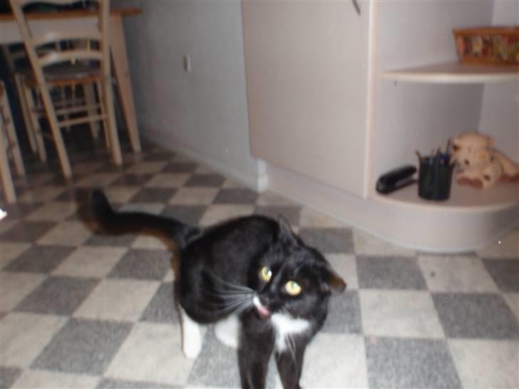 Blanding af racer lillemis/missi - da jeg tog billedet blev hun lidt forskrækket da det sagde en høj lyd -faaarliiiiigt billede 2