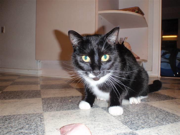 Blanding af racer lillemis/missi billede 3