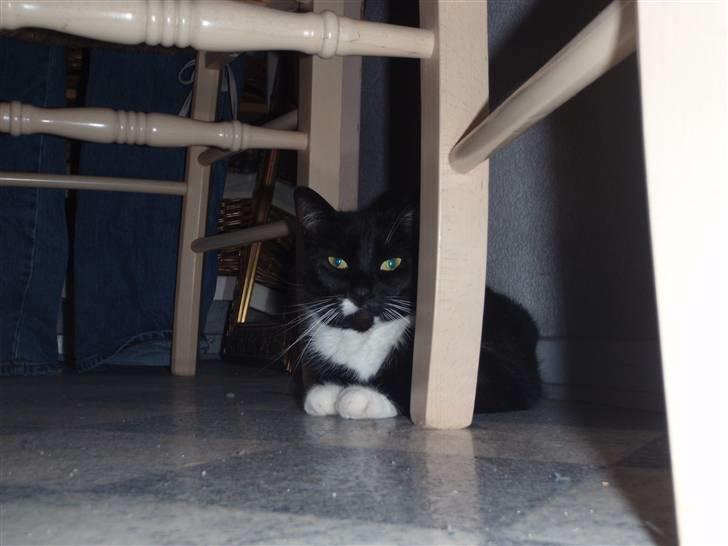 Blanding af racer lillemis/missi billede 4