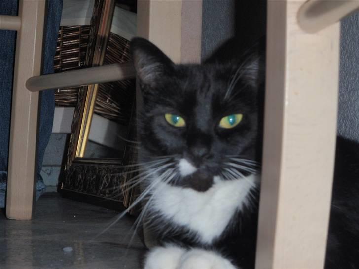 Blanding af racer lillemis/missi billede 5