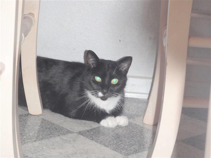 Blanding af racer lillemis/missi billede 6