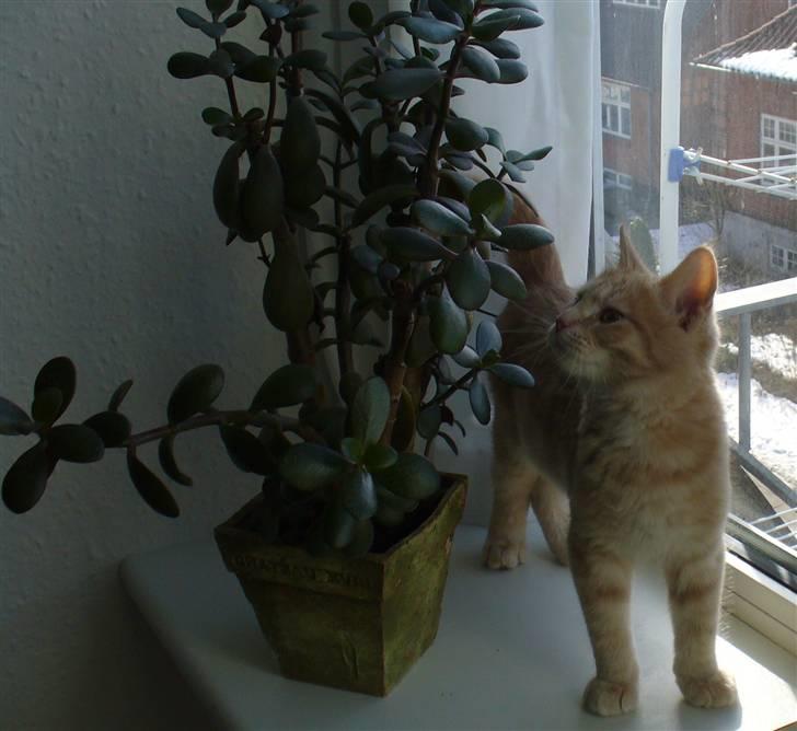 Blanding af racer Phønix (floffy) - Phønix i vindues-parken (16uger) billede 13