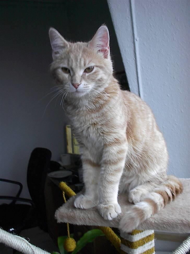 Blanding af racer Phønix (floffy) - 20 uger billede 14