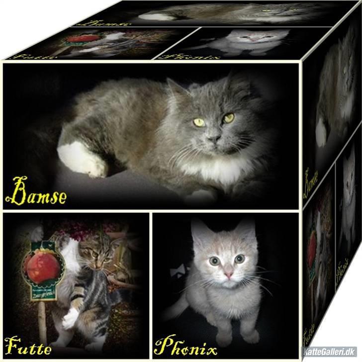 Blanding af racer Futte (Hjemmeboende) - Billede fra Dorthes S billede 6