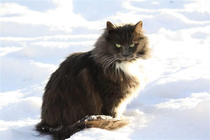 Blanding af racer Bamse (hjemmeboende) - Vinter 2010 billede 18