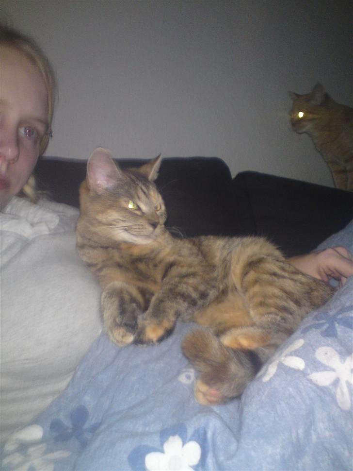 Blanding af racer Miv <3 billede 9