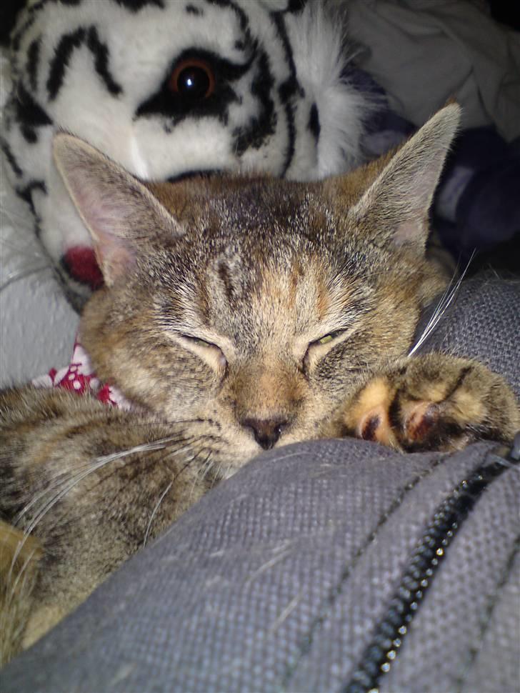 Blanding af racer Miv <3 billede 10