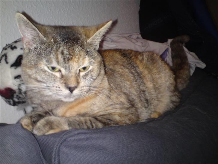 Blanding af racer Miv <3 billede 11