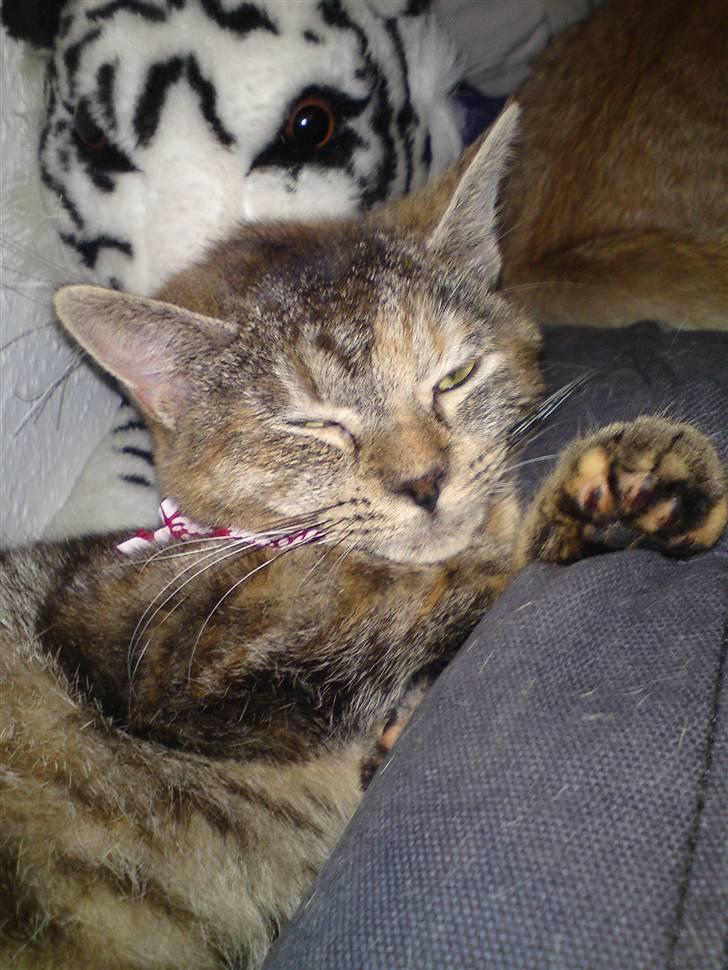 Blanding af racer Miv <3 billede 12