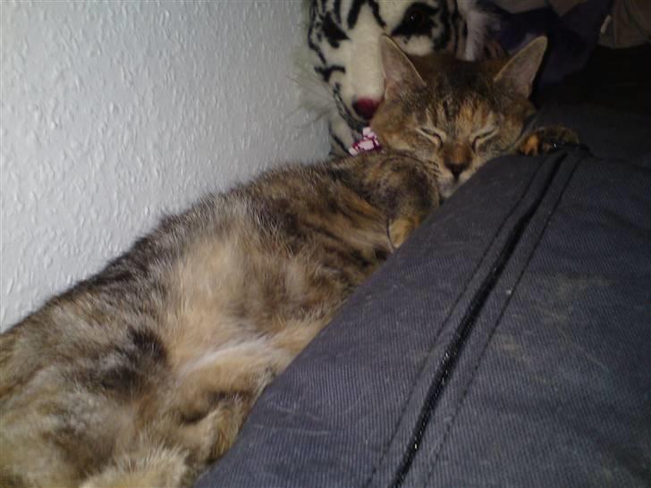 Blanding af racer Miv <3 billede 13