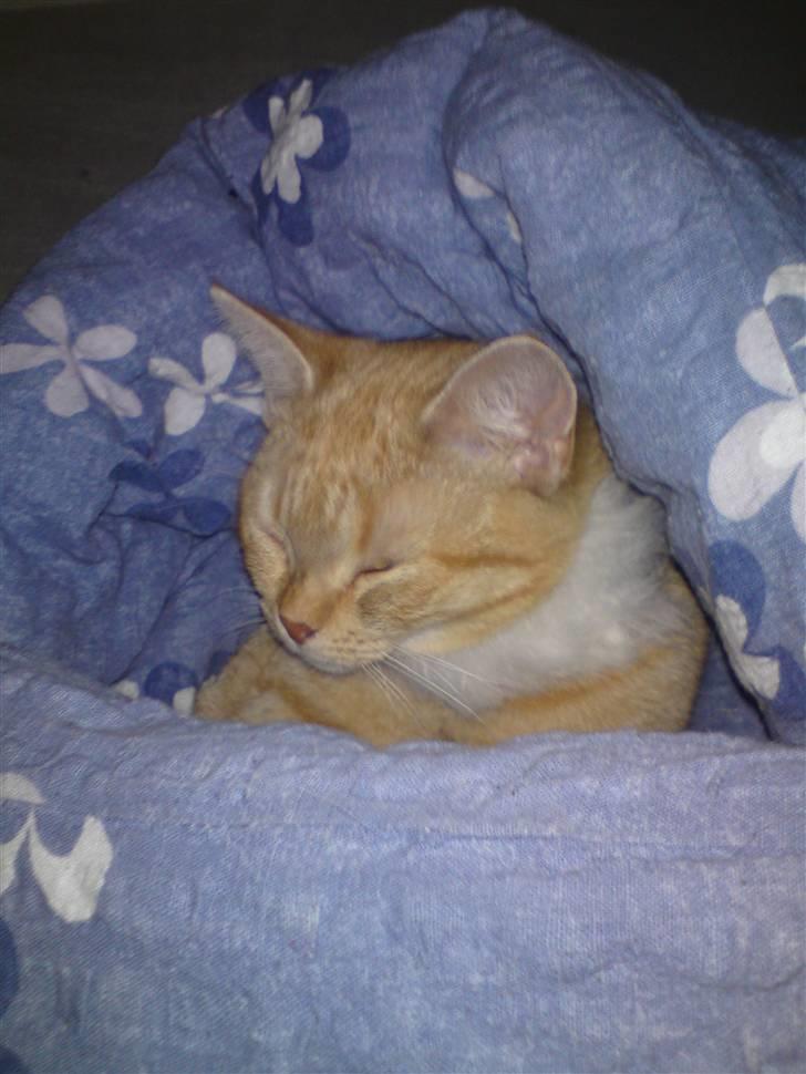 Blanding af racer Tiger billede 6