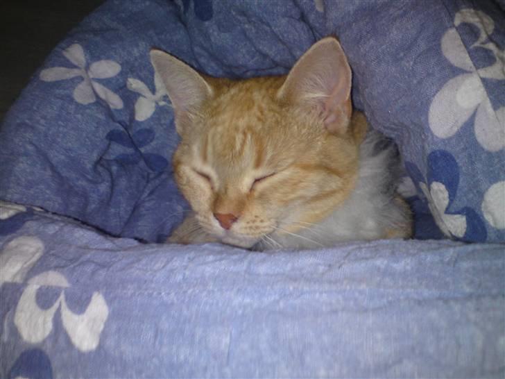 Blanding af racer Tiger billede 7