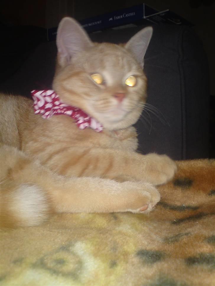 Blanding af racer Tiger billede 8