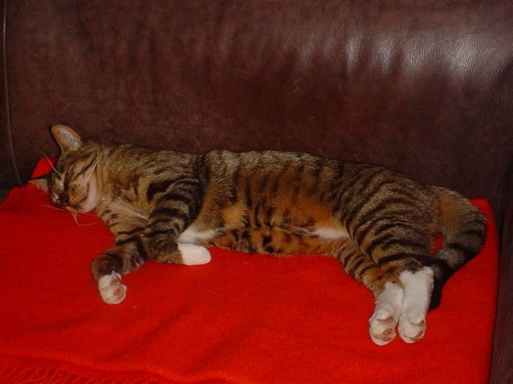 Huskat Fernando - ZZZZZZZZZZZzzzzzzzzzzzZZZZZZZZZZZzzzzzzzzzzzzz billede 18