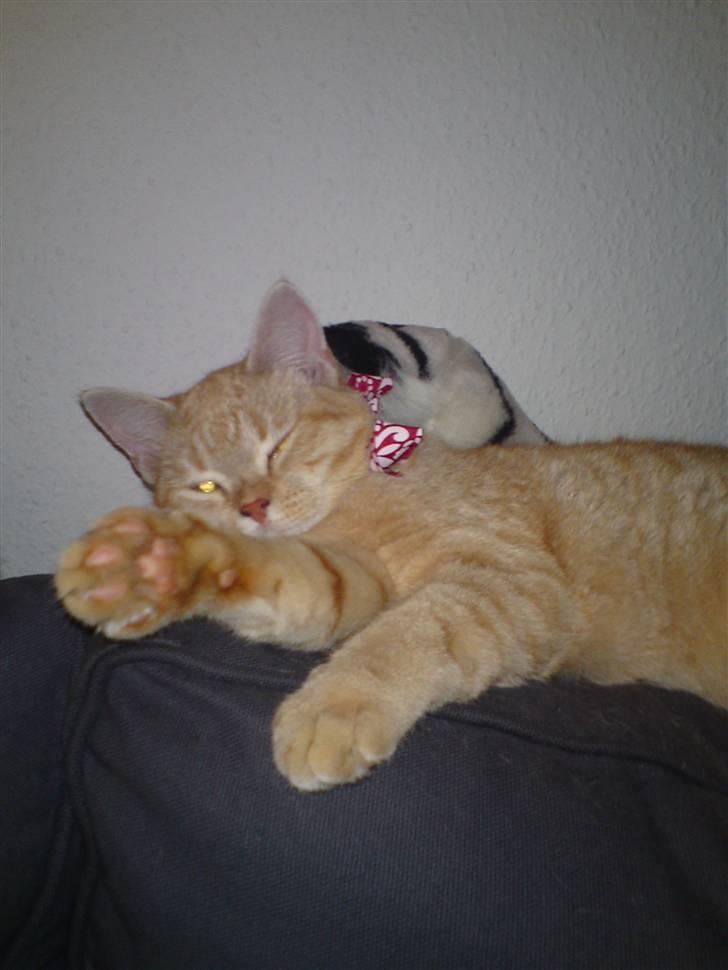 Blanding af racer Tiger billede 9