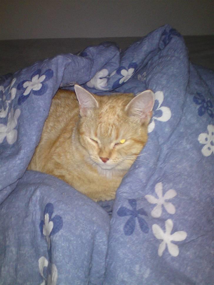 Blanding af racer Tiger billede 10